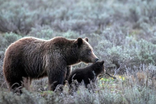 Tragedy Strikes Again: Beloved Grand Teton Grizzly Killed in Highway Accident