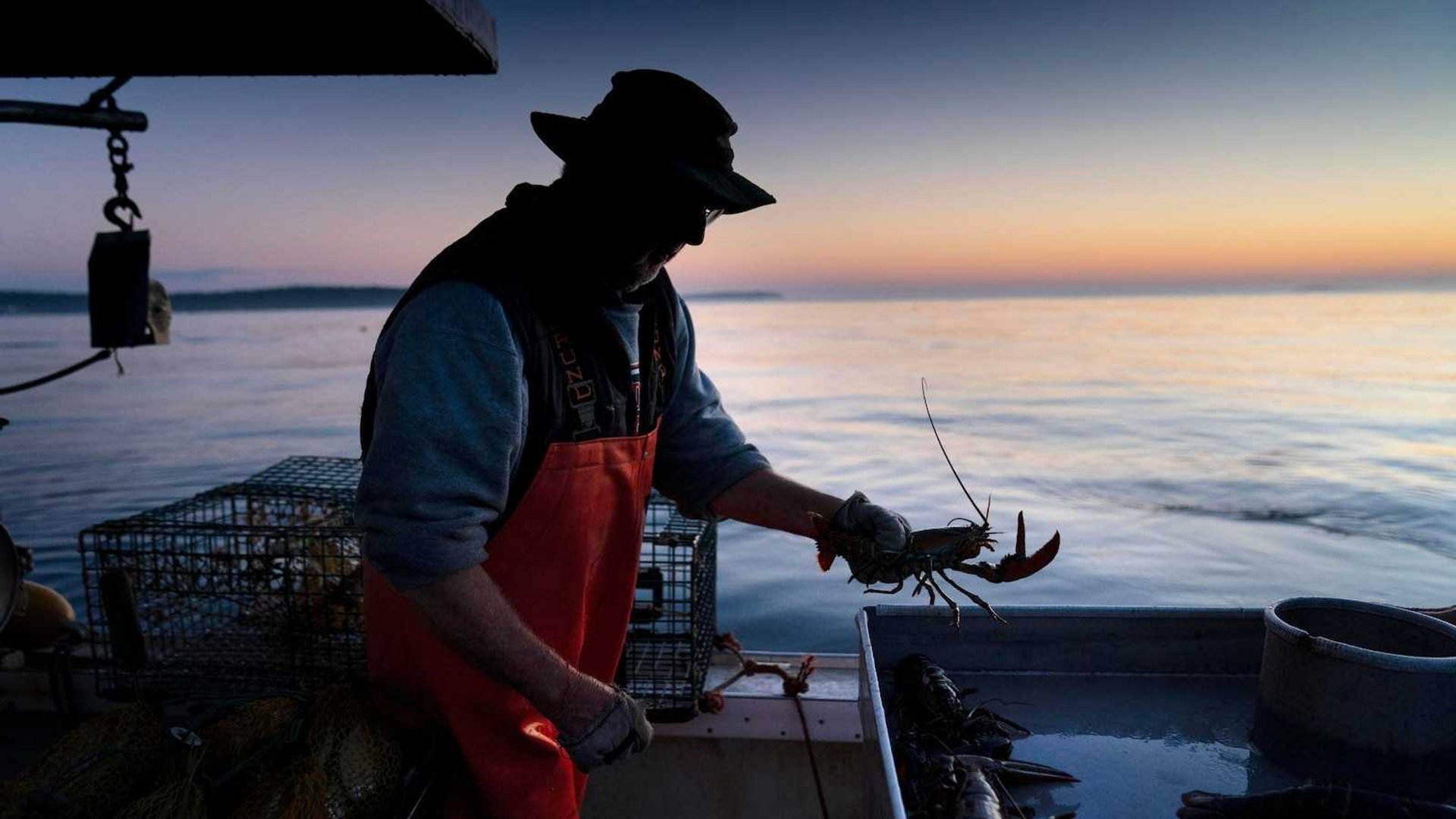 Controversial Lobster Fishing Rule Reversal Aims to Balance Economy and Conservation