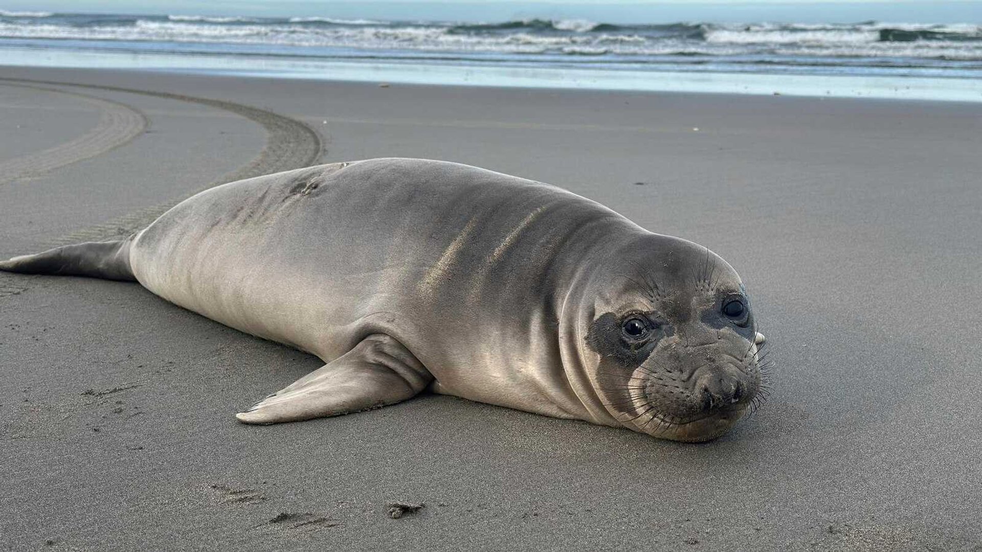 Outrage: Newborn Seal Brutally Stabbed on Oregon Beach Sparks NOAA Probe