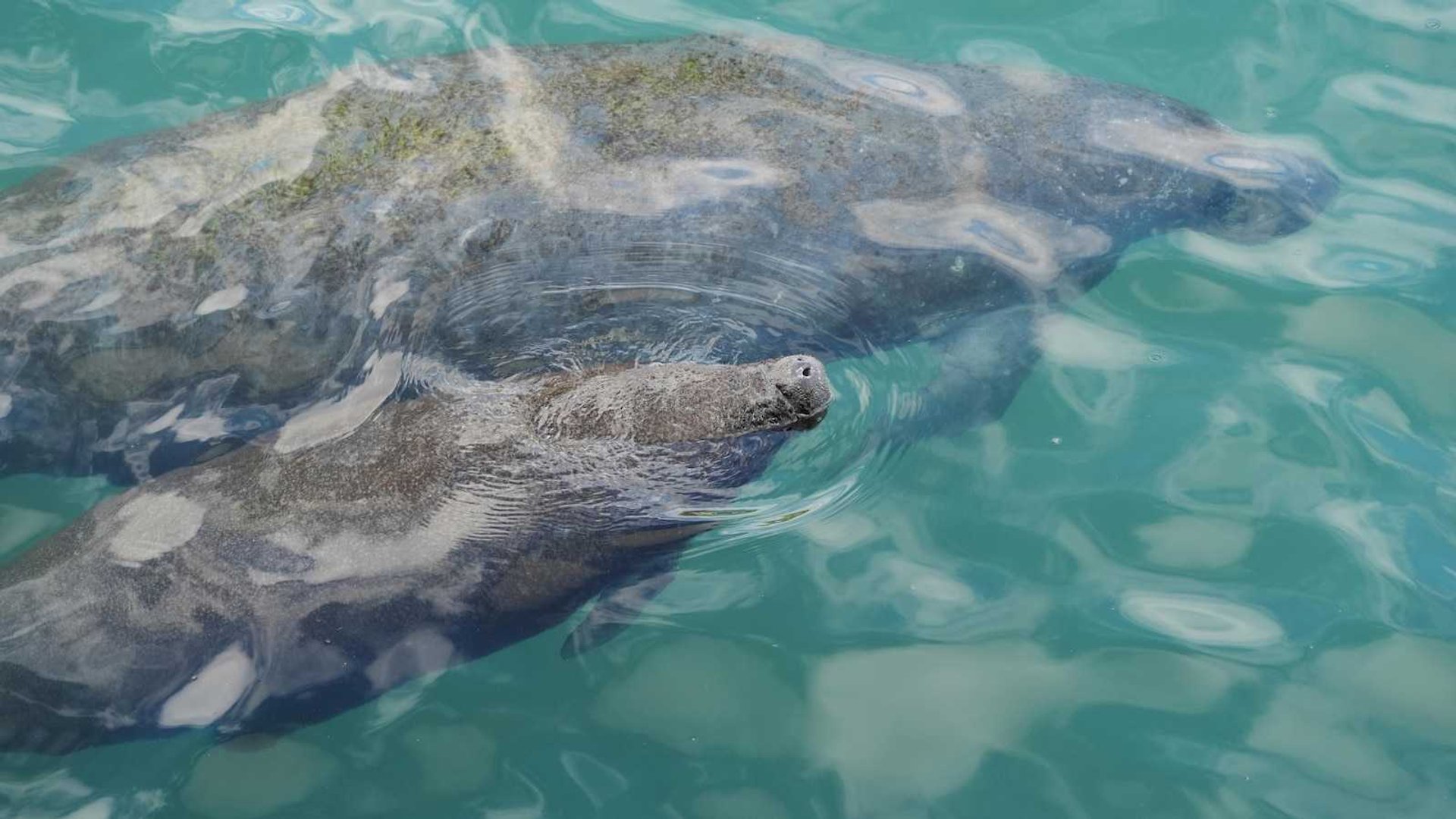 Endangered Species Act Crisis: Senators Challenge Habitat Protection Rollbacks