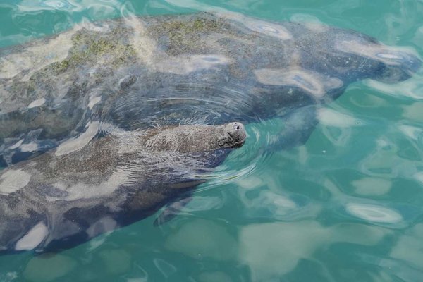 Endangered Species Act Crisis: Senators Challenge Habitat Protection Rollbacks