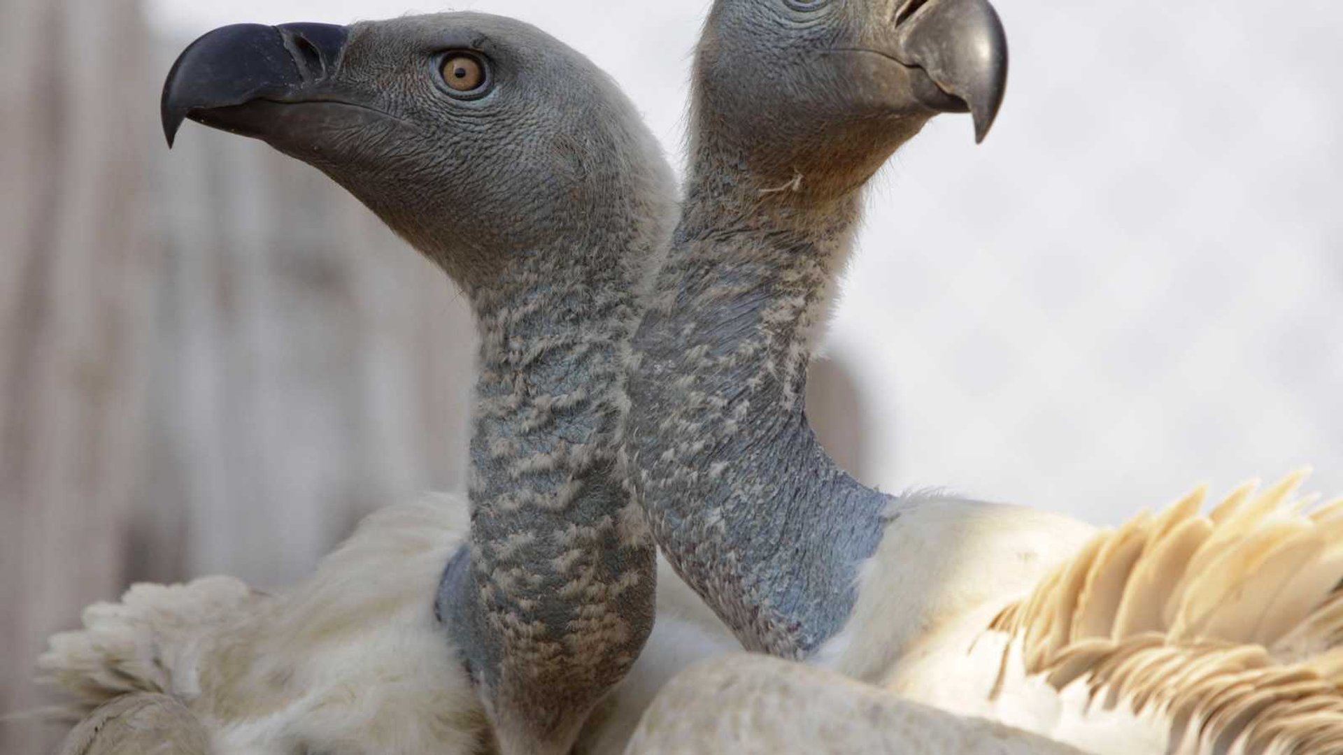 Tragic Poisoning Claims 123 Endangered Vultures in Kruger National Park