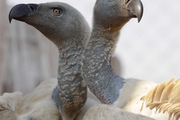 Tragic Poisoning Claims 123 Endangered Vultures in Kruger National Park