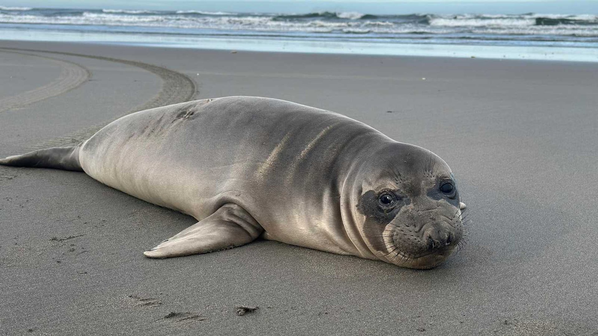 Outrage: Baby Seal Brutally Stabbed in Oregon Coast Marine Mammal Attack