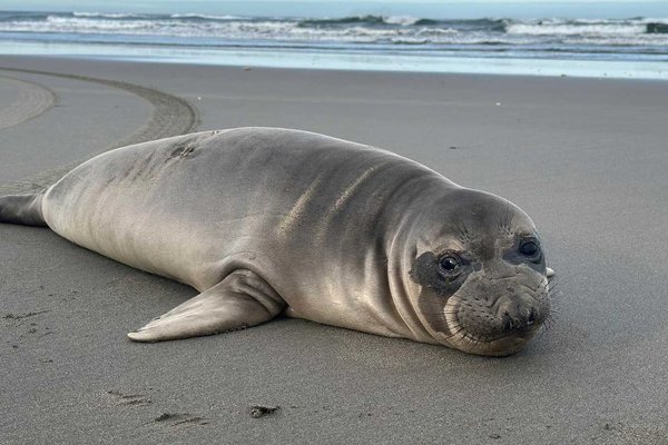 Outrage: Baby Seal Brutally Stabbed in Oregon Coast Marine Mammal Attack