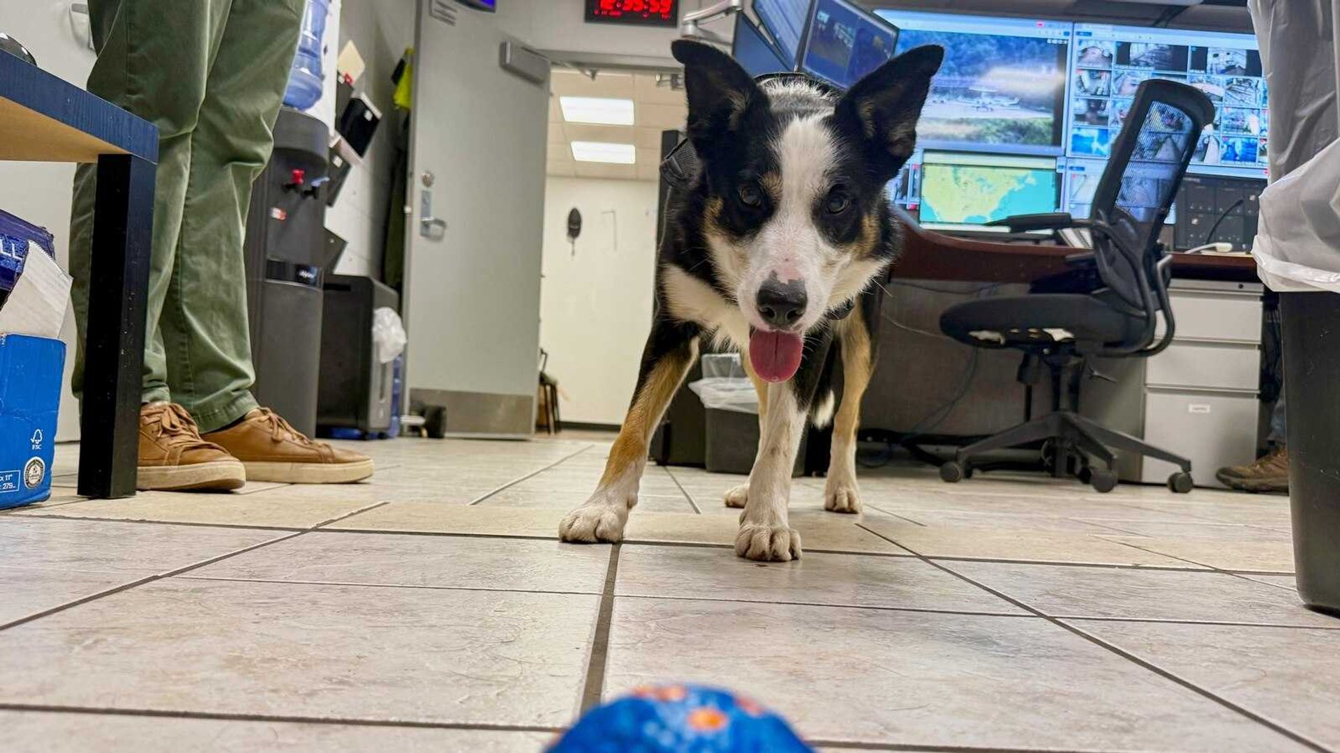 Heroic Border Collies Safeguard West Virginia Airport from Wildlife Dangers