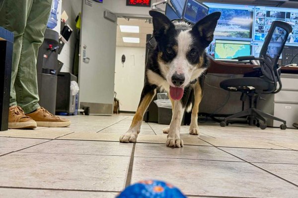 Heroic Border Collies Safeguard West Virginia Airport from Wildlife Dangers