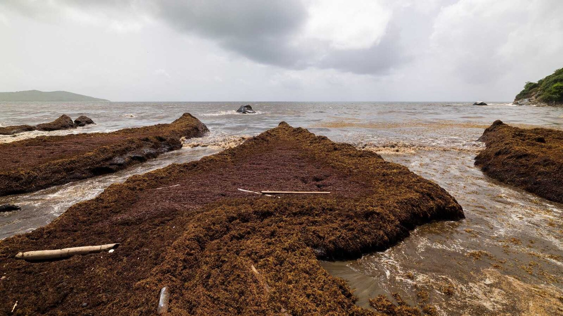 Caribbean Crisis: Record Sargassum Invasion Chokes Coastlines in 2024