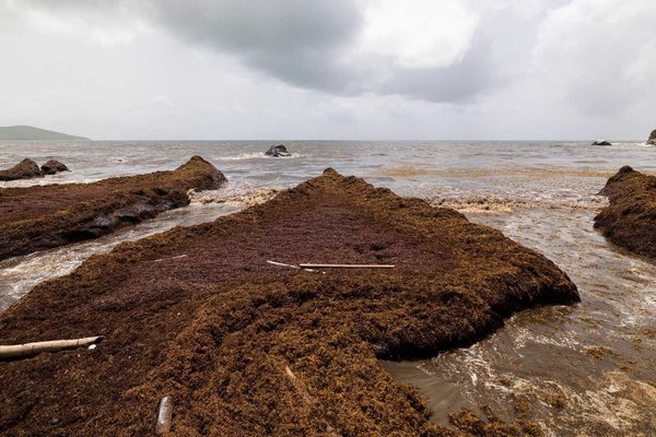 Caribbean Crisis: Record Sargassum Invasion Chokes Coastlines in 2024
