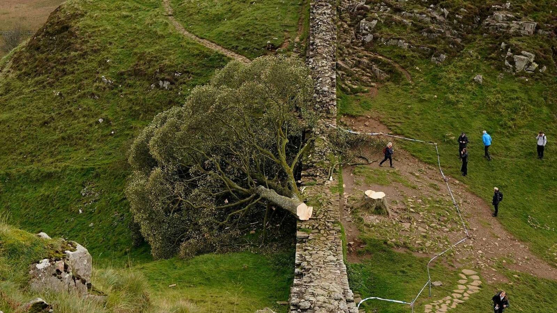 Sycamore Gap Tree Trial: Jury Deliberates Historic Hadrian's Wall Vandalism