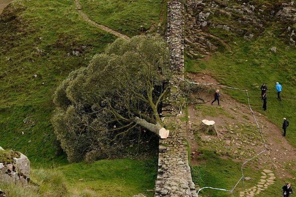 Sycamore Gap Tree Trial: Jury Deliberates Historic Hadrian's Wall Vandalism