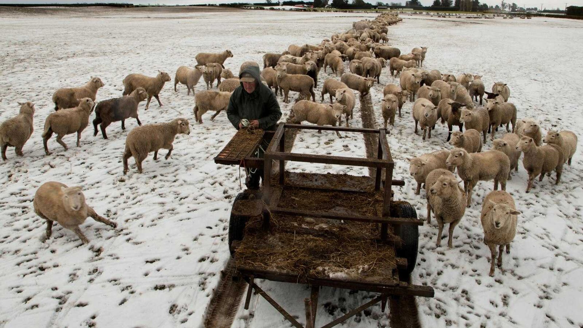 Decline Shock: New Zealand's Sheep Population Nears Historic Crossroads