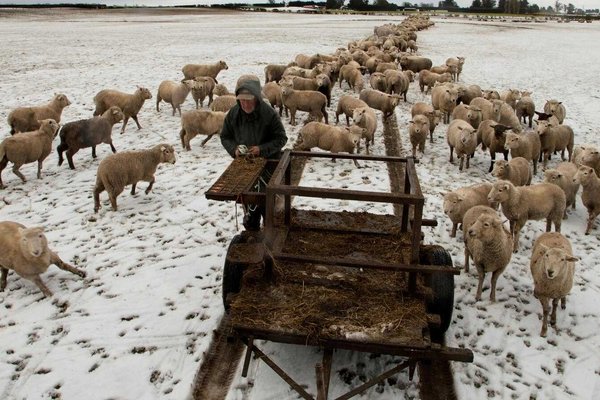 Decline Shock: New Zealand's Sheep Population Nears Historic Crossroads
