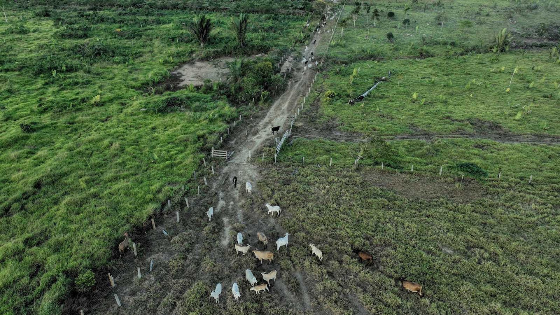 Brazil's Amnesty Law Sparks 'Historic Threat' to Amazon Deforestation Protections