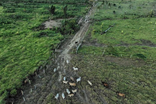 Brazil's Amnesty Law Sparks 'Historic Threat' to Amazon Deforestation Protections