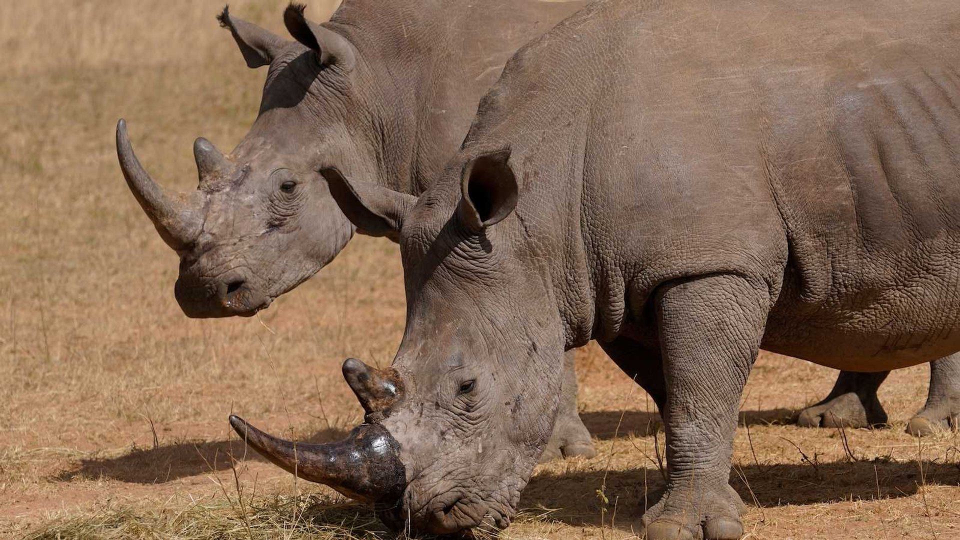 South Africa’s Rhino Poaching Crisis: 103 Killed in First Three Months of 2024
