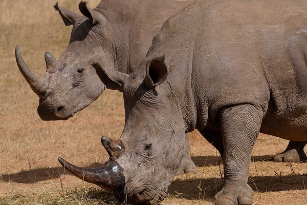 South Africa’s Rhino Poaching Crisis: 103 Killed in First Three Months of 2024