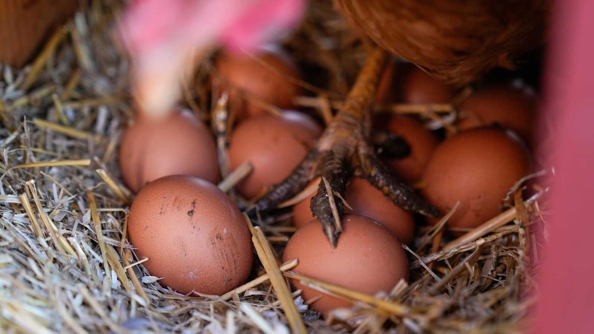 Egg Science Breakthrough: Side Drops Reduce Cracks 30%