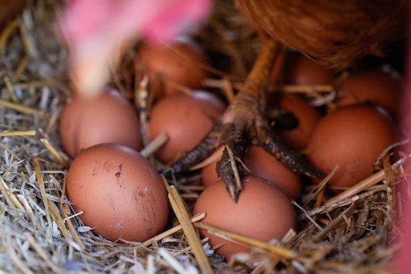 Egg Science Breakthrough: Side Drops Reduce Cracks 30%