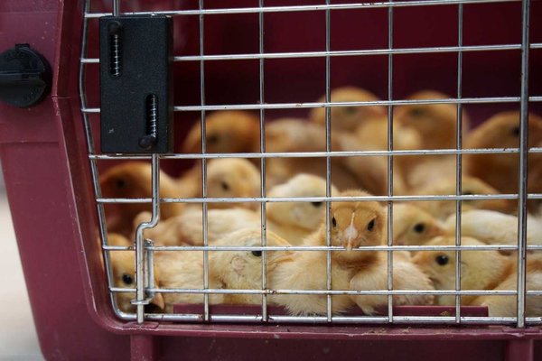 Abandoned Chicks Rescue: 5,000 Birds Saved From Postal Truck Tragedy
