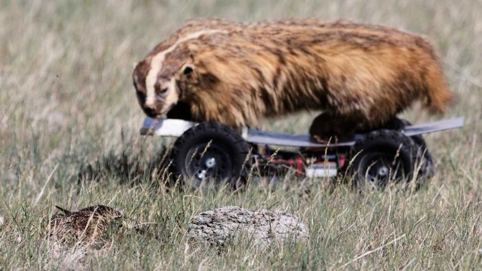How Clever Birds Use Prairie Dog Alarms to Avoid Deadly Predators