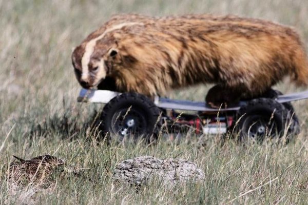 How Clever Birds Use Prairie Dog Alarms to Avoid Deadly Predators